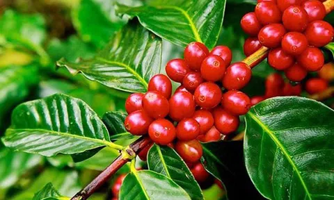 Tiêu dùng xanh ngày 1/7: Xuất khẩu cà phê 6 tháng đầu năm tăng mạnh