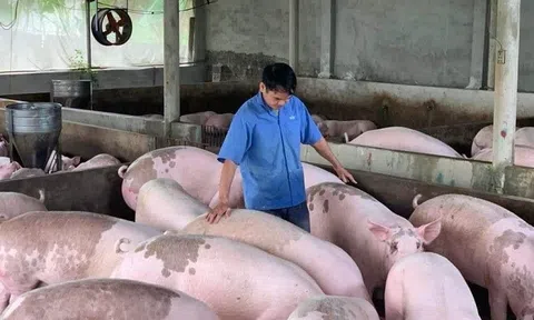 Giá heo hơi hôm nay 1/7: Đi ngang tại nhiều địa phương