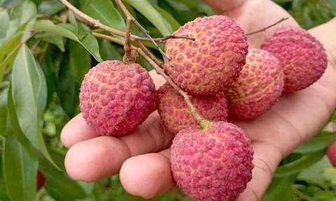 Bắc Giang sẽ nhân rộng trồng vải thiều không hạt