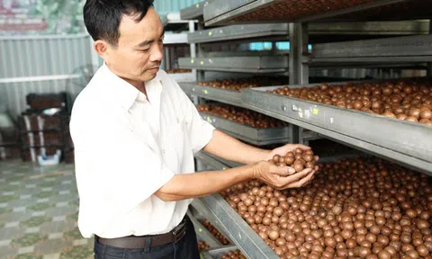 Phát triển Mắc ca thành ngành hàng sản xuất hiệu quả, bền vững