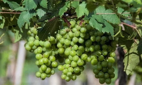 Nho Ninh Thuận - bản sắc và tiềm năng "bay cao, vươn xa"