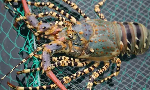 Kim ngạch xuất khẩu tôm hùm Việt Nam tăng 30 lần
