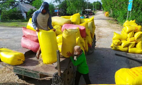 Giá lúa tăng nhưng nông dân không có lãi