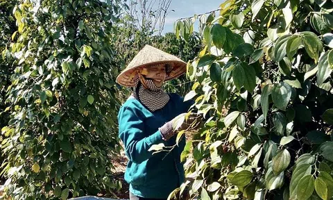 Giá tiêu hôm nay 5/7: Thị trường trong nước ổn định, sức mua yếu