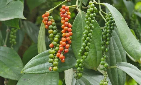 Giá tiêu hôm nay 7/7: Thị trường trong nước ảm đạm, lượng nhập khẩu tiêu của Mỹ đứng đầu thế giới với 30.109 tấn