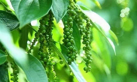 Giá tiêu hôm nay 8/7: Giá tiêu ổn định ở một số địa phương