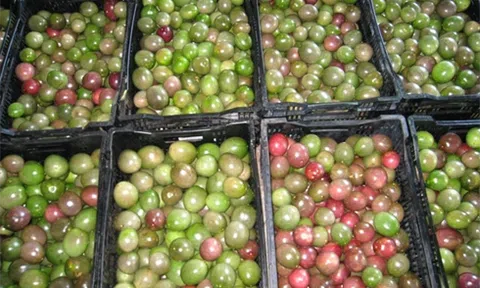 Công bố xuất khẩu chanh leo chính ngạch qua thị trường Trung Quốc