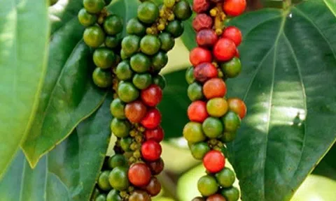 Giá tiêu hôm nay 9/7: Giảm từ 1.000-1.500 đồng/kg, xuất hiện yếu tố bất lợi