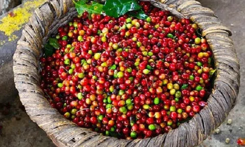 Tiêu dùng xanh ngày 9/7: Cà phê Robusta phục hồi mạnh mẽ trên sàn quốc tế