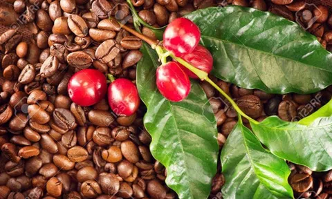 Tiêu dùng xanh ngày 10/7: Giá cà phê trong nước giảm 600 đồng/kg so với đầu tuần