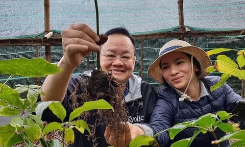 Công nghệ trồng sâm phi nông nghiệp