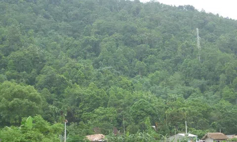 Triển khai các giải pháp nâng cao tỷ lệ che phủ rừng