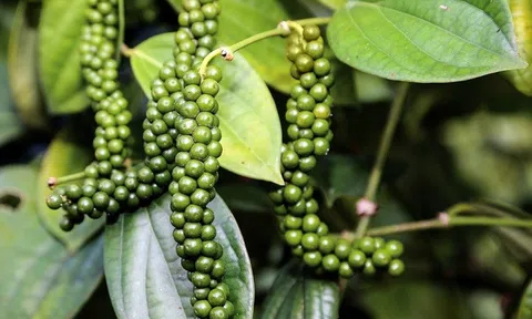 Giá tiêu hôm nay 12/7: Tiêu tiếp tục giảm 500 đồng/kg