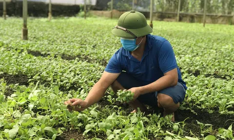 Huyện Đông Anh đi đầu trong chương trình sản phẩm OCOP