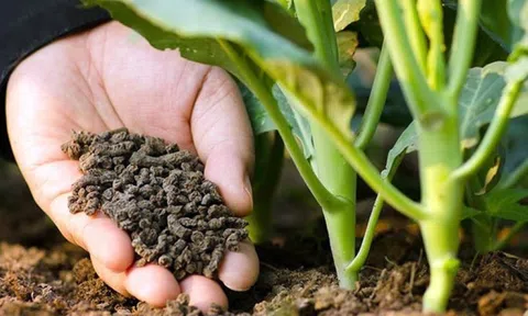 Các nhà khoa học Việt chế phân bón lá từ men bia cho rau an toàn
