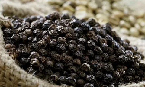 Giá tiêu hôm nay 14/7: Tiêu trong nước tiếp tục đi ngang