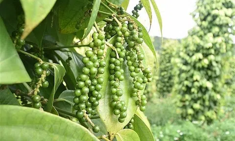 Giá tiêu hôm nay 17/7: Giá tiêu hôm nay dao động từ 66.500-69.500 đồng/kg