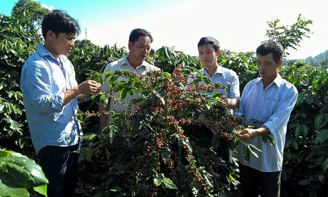 Cà phê đặc sản Khe Sanh - Hiện thực và triển vọng