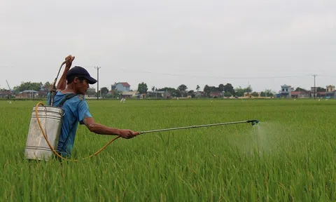 Gạo Việt Nam xuất khẩu sang nhiều thị trường khó tính