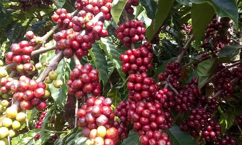 Thị trường châu Phi và cơ hội rộng mở cho cho cà phê Việt