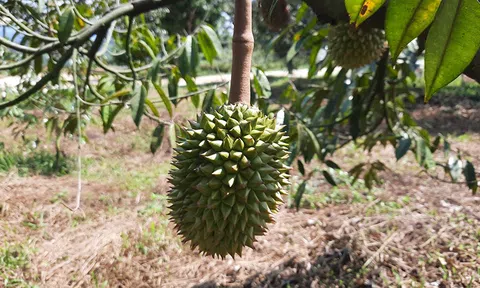 Hỗ trợ doanh nghiệp xuất khẩu sầu riêng tới nhiều thị trường trên thế giới