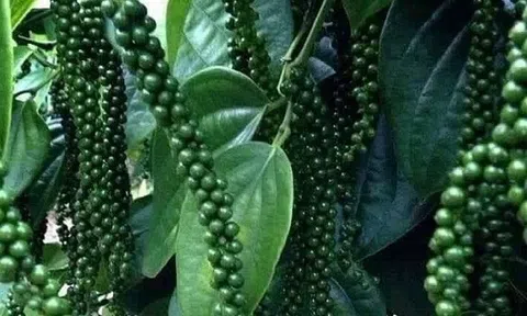 Giá tiêu hôm nay 20/7: Thị trường trầm lắng, giá thấp nhất ở mức 66.500 đồng/kg