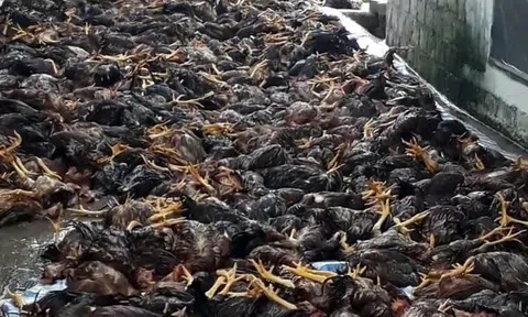 Hơn 6.000 con gà bị sét làm chết ở Hải Dương