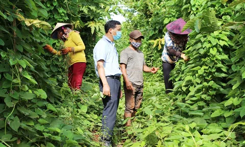 Bảo tồn và phát triển bền vững cây dược liệu