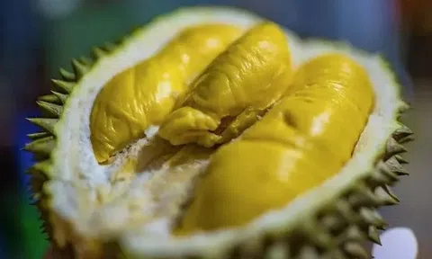 Thái Lan ra mắt sầu riêng "không bốc mùi"