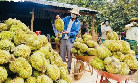 Thiết lập vùng trồng và cơ sở đóng gói xuất khẩu sang Trung Quốc: Sầu riêng Việt Nam vươn ra biển lớn