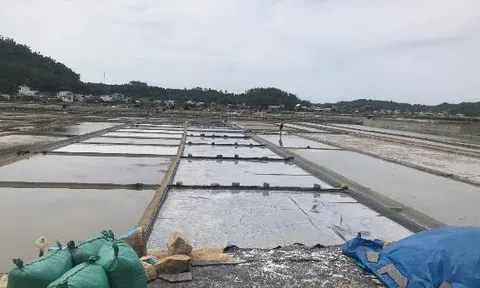 Diêm dân Sa Huỳnh phấn khởi vì giá muối tăng kỷ lục sau nhiều năm chạm đáy