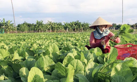 Nông dân ở Tiền Giang vui mừng vì được mùa, trúng giá