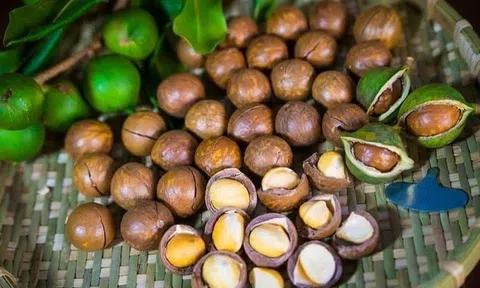 Kỳ vọng kim ngạch xuất khẩu mắc ca đạt 400 triệu USD vào năm 2030