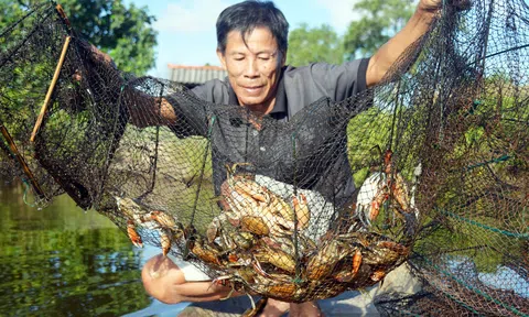 Cục Sở hữu Trí tuệ cấp Văn bằng bảo hộ chỉ dẫn địa lý cho sản phẩm Cua Cà Mau