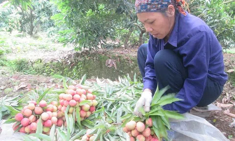 Điều kiện nào để nông sản Việt Nam được nhập khẩu chính ngạch vào Trung Quốc?