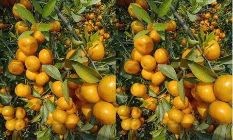 Tiên phong đưa giống quýt ngọt về xứ Lạng phát triển kinh tế