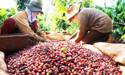 Tư vấn xuất khẩu cà phê sang thị trường Trung Quốc