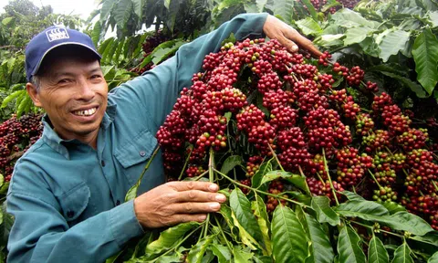 Nhịp sống thị trường: Thị trường nông sản tiếp nối đà hồi phục