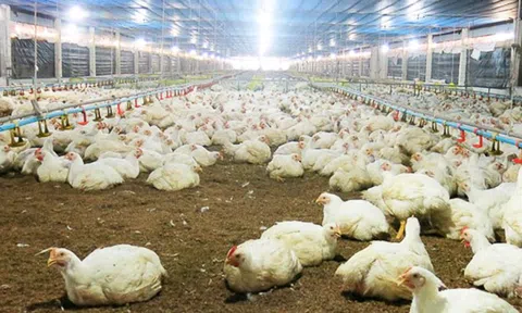 Cơ hội tiếp cận công nghệ chăn nuôi của Pháp tại Việt Nam