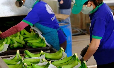 8 loại trái cây Việt Nam đang được đàm phán để xuất khẩu chính ngạch sang Trung Quốc