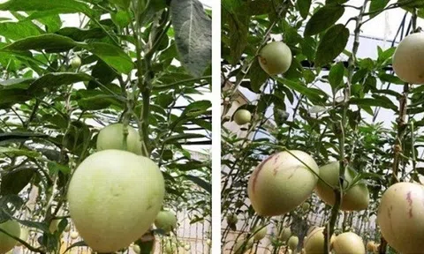 Trồng dưa đặc sản trong nhà màng