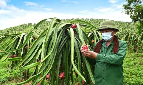 Cả nước đã cấp 3.646 mã số vùng trồng đối với rau, củ quả