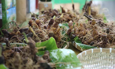 Quảng Nam: Lễ hội sâm Ngọc Linh Nam Trà My thu hút đông đảo du khách