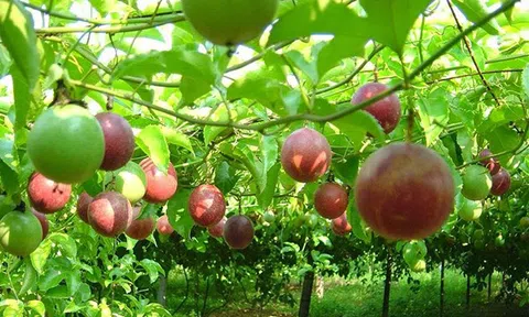 Chanh leo tận dụng cơ hội xuất khẩu vào Trung Quốc