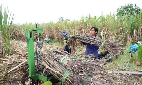 Chống bán phá giá ngành mía đường: Bộ Công Thương áp dụng chống lẩn tránh phòng vệ thương mại