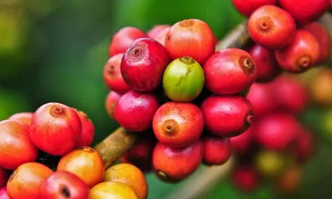 Tiêu dùng xanh ngày 3/8: Giá cà phê giảm trên cả hai sàn phái sinh