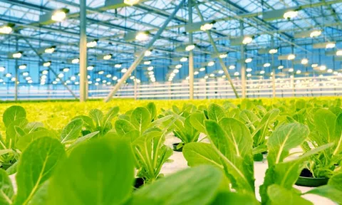 Phát triển kinh tế nông nghiệp theo chuỗi giá trị