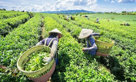 Đẩy mạnh chuyển dịch cơ cấu kinh tế vùng trung du và miền núi phía Bắc theo hướng kinh tế xanh