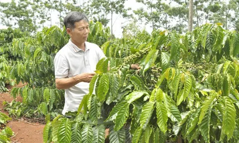 Thúc đẩy phát triển trang trại nông nghiệp hữu cơ tại các tỉnh Tây Nguyên