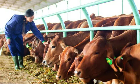 Nhiều quy định mới về xuất nhập khẩu liên quan đến chăn nuôi